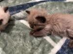 Coco and Madison - Ragdoll Kitten For Sale - 