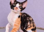 Fellicia - Devon Rex Kitten For Sale - Norwalk&comma; CT&comma; US