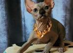 Kai - Sphynx Kitten For Sale - Norwalk&comma; CT&comma; US