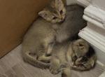 Foxys kittens - Scottish Straight Kitten For Sale - Bronx&comma; NY&comma; US