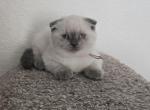 Color Point Scottish Fold Russian Blue Female - Scottish Fold Kitten For Sale - 