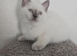 Lilac Point Scottish Straight Russian Blue Male - Scottish Straight Kitten For Sale - 