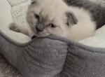 Color Point Scottish Fold Russian Blue Male - Scottish Fold Kitten For Sale - Roanoke&comma; TX&comma; US
