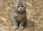 Mia - Scottish Fold Kitten For Sale - Philadelphia&comma; PA&comma; US