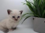Seal - Minuet Kitten For Sale - Capon Bridge&comma; WV&comma; US