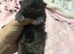 Persian & Exotic Newborns available for deposit - Persian Kitten For Sale - Lehighton&comma; PA&comma; US