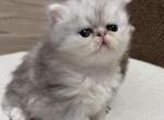 Dotcha litter - Persian Kitten For Sale - Chicago&comma; IL&comma; US