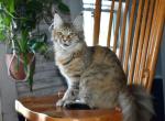 Maine Coons Ready Now TICA Registered - Maine Coon Kitten For Sale - Epping&comma; NH&comma; US