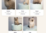 The Royal Court Litter - Ragdoll Kitten For Sale - 