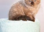 The Royal Court Litter - Ragdoll Kitten For Sale - Hudson&comma; OH&comma; US