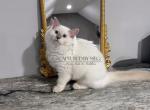 REDUCED Lady Soleil - Ragdoll Kitten For Sale - 