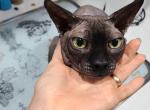 Sphynx male - Sphynx Cat For Sale - Hagerstown&comma; MD&comma; US