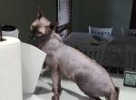 Sphynx male - Sphynx Cat For Sale - Hagerstown&comma; MD&comma; US