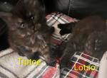 Lotso & Tiptoe - Maine Coon Kitten For Sale - Beulaville&comma; NC&comma; US