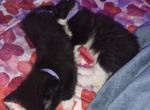 Tuxedo Kittens - Domestic Kitten For Sale - Tigard&comma; OR&comma; US