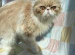 Macy - Persian Cat For Sale - Myakka City&comma; FL&comma; US