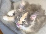 Honey - Maine Coon Kitten For Sale - Glenview&comma; IL&comma; US