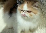 Sassy - Persian Cat For Sale - Myakka City&comma; FL&comma; US