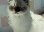 Noel - Exotic Kitten For Sale - Myakka City&comma; FL&comma; US