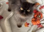 Mocha - Persian Cat For Sale - Myakka City&comma; FL&comma; US