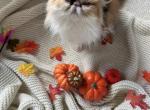 Patches - Persian Cat For Sale - Myakka City&comma; FL&comma; US
