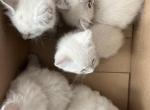 Siamese and american bobtail mix kittens - American Bobtail Kitten For Sale - Agawam&comma; MA&comma; US