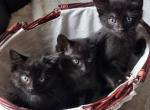 Kittens available - American Shorthair Kitten For Sale - Agawam&comma; MA&comma; US