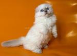 Stormy munchkin fold longhair blue eyes - Munchkin Kitten For Sale - TX&comma; US