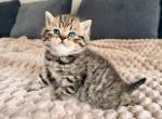 Tigger - Scottish Straight Kitten For Sale - Woodland Park&comma; CO&comma; US