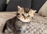 Mika - Scottish Straight Kitten For Sale - Woodland Park&comma; CO&comma; US