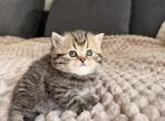 Lilly - Scottish Straight Kitten For Sale - Woodland Park&comma; CO&comma; US