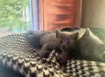 Mamas - Domestic Kitten For Sale - Seymour&comma; CT&comma; US