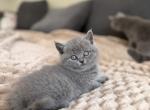 Eva - British Shorthair Kitten For Sale - Woodland Park&comma; CO&comma; US