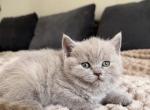 Mazy - British Shorthair Kitten For Sale - Woodland Park&comma; CO&comma; US