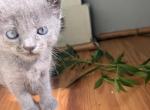 Mama - Domestic Kitten For Sale - 