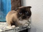 Scottish fold munchkin - Scottish Fold Cat For Sale - 