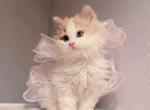 Cosmo - Selkirk Rex Kitten For Sale - CA&comma; US