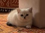 Scottish Straight Kitten Ponba - Scottish Straight Kitten For Sale - CA&comma; US