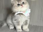 Pearl - British Shorthair Kitten For Sale - 