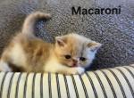 MACARONI - Exotic Kitten For Sale - Warminster&comma; PA&comma; US