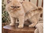 Honey - Exotic Cat For Sale/Service - Bedford&comma; IN&comma; US