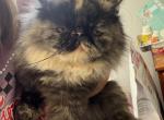 Bella - Exotic Cat For Sale/Service - Bedford&comma; IN&comma; US