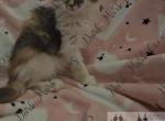 Vada littles - Maine Coon Kitten For Sale - Ellenton&comma; FL&comma; US