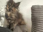 Vladimir and Tee first Litter - Maine Coon Kitten For Sale - Fort Myers&comma; FL&comma; US