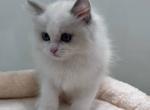 dudu - Ragdoll Kitten For Sale - Flushing&comma; NY&comma; US