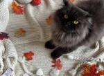 Jane - Persian Cat For Sale - Myakka City&comma; FL&comma; US