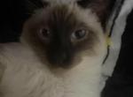 Cody - Siamese Kitten For Sale/Service - Carbondale&comma; PA&comma; US