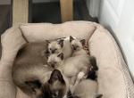 Siamese kittens - Siamese Kitten For Sale - Attleboro&comma; MA&comma; US