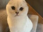 Gus - Scottish Fold Kitten For Adoption - Woodbury&comma; MN&comma; US