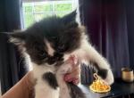 Dolly - Persian Kitten For Sale - 